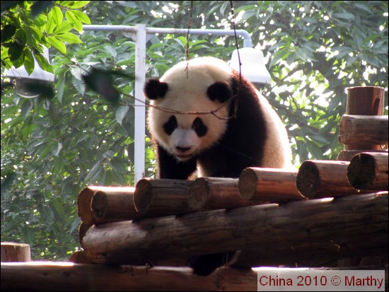 Panda in Chengdu 